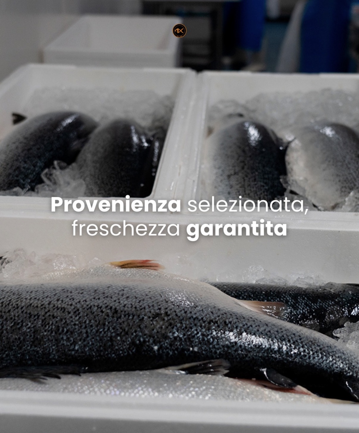 Pesci interi su ghiaccio in cassette bianche con la scritta Provenienza selezionata, freschezza garantita