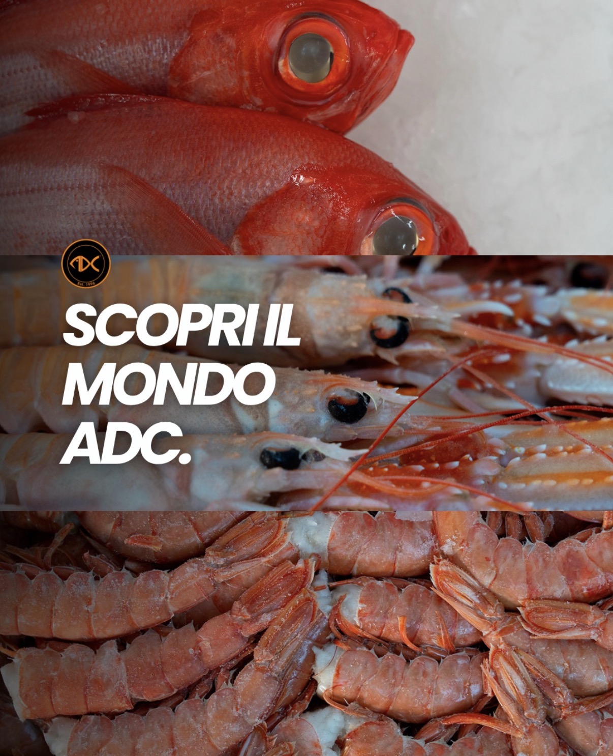 Pesce rosso, scampi e code di crostacei su ghiaccio con la scritta Scopri il mondo ADC